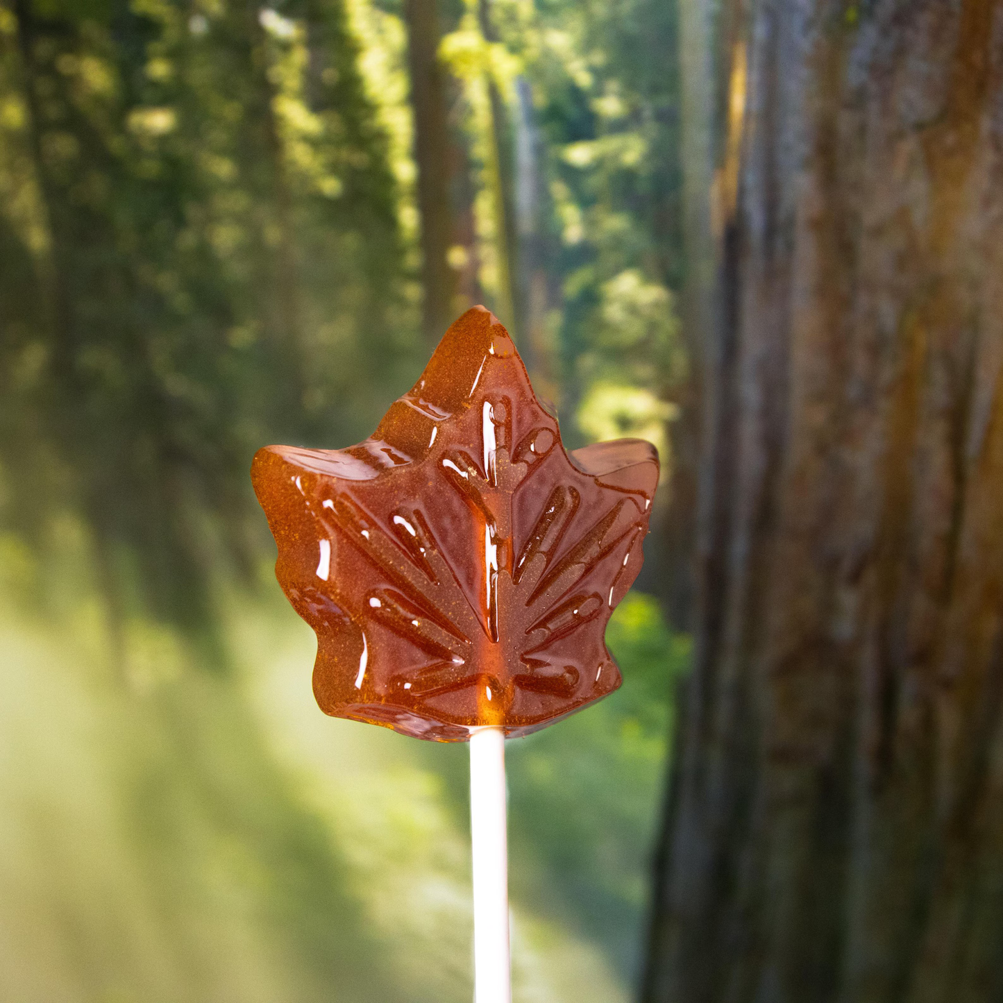 Organic Maple Syrup Lollipops | Handcrafted Hard Candy
